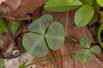 Violet woodsorrel